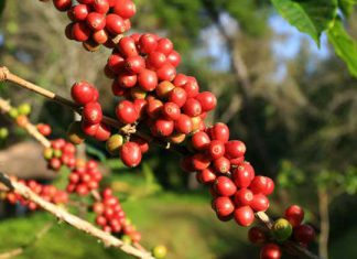 Senasa establece requisitos fitosanitarios para la importación de plantas de café de Costa Rica