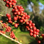 Senasa establece requisitos fitosanitarios para la importación de plantas de café de Costa Rica
