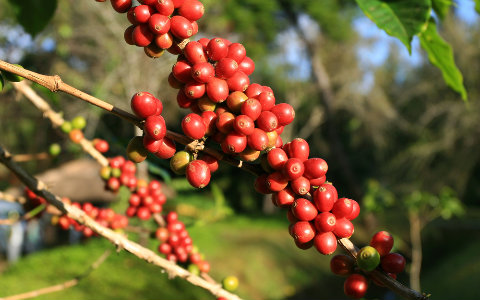 Senasa establece requisitos fitosanitarios para la importación de plantas de café de Costa Rica