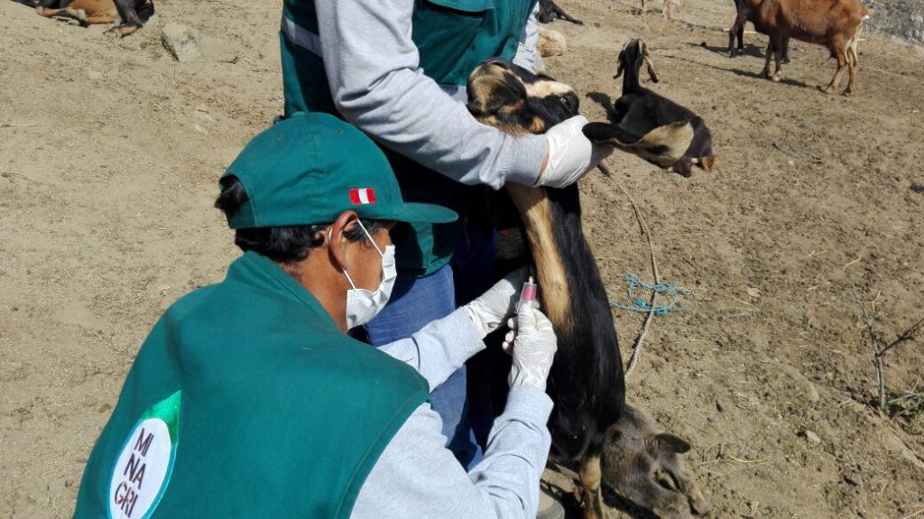 Senasa realizó monitoreo de Brucelosis bovina en las diez provincias de Lima