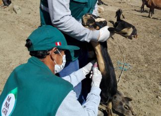 Monitoreo de Brucelosis bovina en diez provincias de Lima
