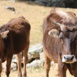 Subasta Brown Swiss