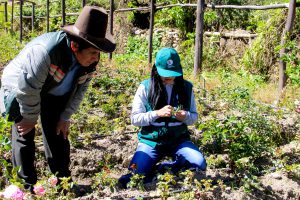 Evaluación de plagas en rosas - Senasa Ancash