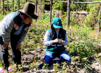 Áncash: Vigilancia fitosanitaria en cultivo de rosas