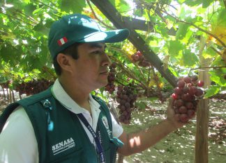 República Dominicana abre su mercado a uvas peruanas
