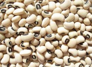 Minagri promueve la instalación de 300 hectáreas de semilleros de menestras en Lambayeque y Piura