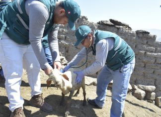 MINAGRI atiende a más de 300 caprinos durante campaña cívica en La Libertad