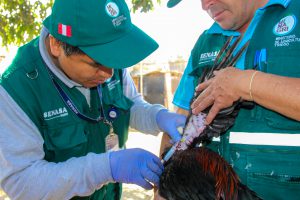 Senasa Ancash - Vigilancia Epidemiologica