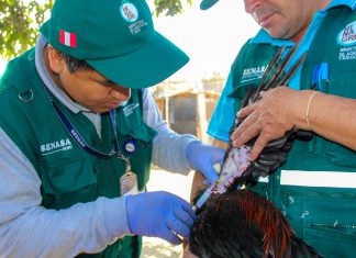 Áncash: Vigilancia epidemiológica en crianza traspatio