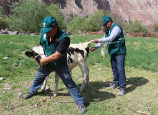Arequipa: Se inicia monitoreo para descartar Brucelosis en bovinos