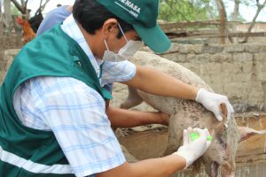 Senasa - Atención a ganado porcino en Lambayeque