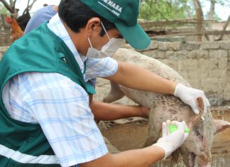 Senasa exhorta a ganaderos no adquirir ganado porcino sin certificado de vacunación