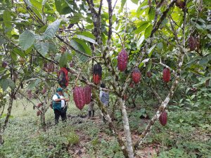 Senasa - Cacao en San Martín