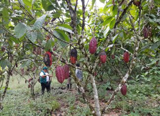 San Martín: Validación del Plan Estratégico Regional de Exportación de cacao y café