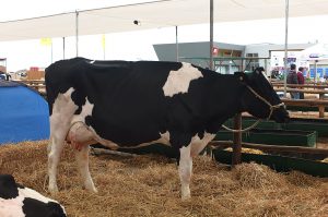 Senasa Cajamarca - Feria de Ganado