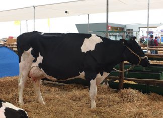 Cajamarca: Senasa garantizará estado sanitario de ganado en Feria Fongal