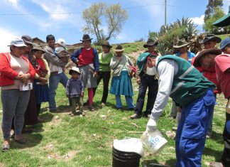 Cusco: Senasa evalúa 262 hectáreas agrícolas para detección de roedores