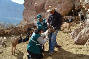 Senasa Cusco - Evaluación sanitaria al ganado caprino