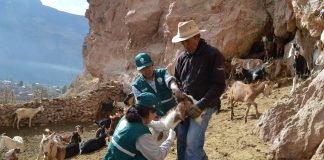Evaluación sanitaria de ganado caprino en Cusco