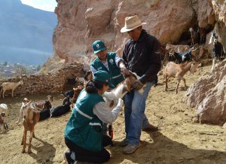 Evaluación sanitaria de ganado caprino en Cusco