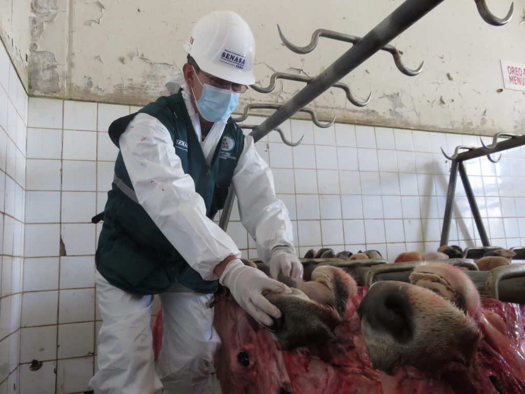 Senasa Cusco - Faenado