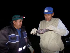 Senasa Cusco - Rabia - Brigadas Comunales