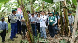 Senasa - ECA Manejo Integrado de Plagas del platano en Piura 1
