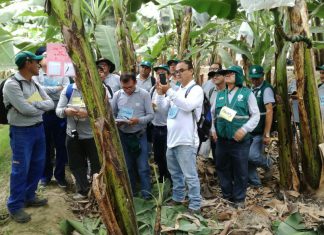Piura: Taller de reforzamiento en manejo integrado de plagas de plátano