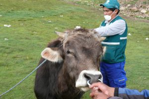 Senasa Huancavelica - Vacunacion contra carbunco sintomatico