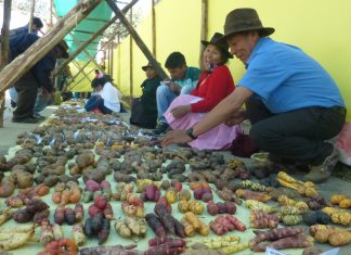 Huánuco: Senasa participa de la XVI Feria de la Agrobiodiversidad ‘Muru Raymi’