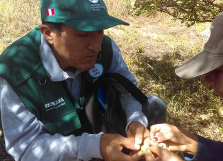 Huánuco: Vigilancia fitosanitaria en cultivos de tara