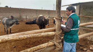 Senasa - Huaura - Atención al ganado bovino