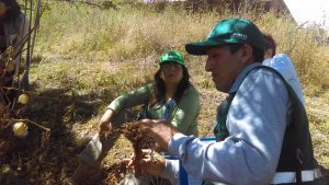 Senasa Huánuco - Vigilancia fitosanitaria en cultivo de aguaymanto