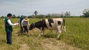 Senasa Ica - Evaluacion de predios para deteccion de gusano barrenador