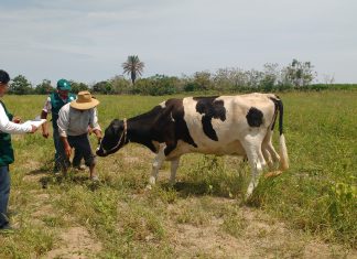 Ica: Senasa evalúa predios pecuarios para detectar presencia del gusano barrenador