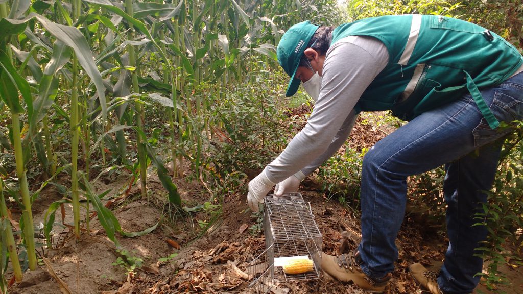 Ica: Senasa intensifica labores para el control de roedores - SENASA al día