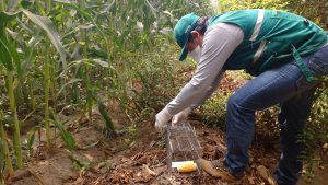 Senasa intensifica labores para el control de roedores en Ica
