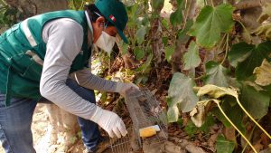 Senasa intensifica labores para el control de roedores en Ica