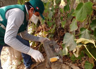 Ica: Senasa intensifica labores para el control de roedores