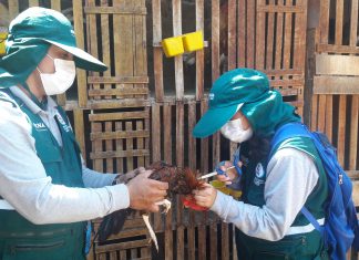 La Libertad: Senasa vacunó más de 210 mil aves para prevenir enfermedad de Newcastle