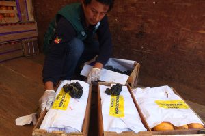 Senasa - Lima - Inspeccion en el Mercado de Frutas