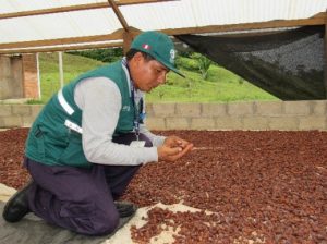 Senasa - Madre de Dios - Cultivo de Cacao