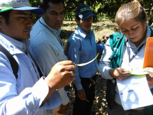 Senasa - Meta 36 en Piura