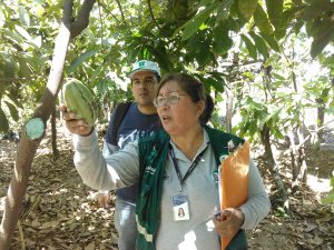 Senasa - Meta 36 en Piura - Incentivos Municipales