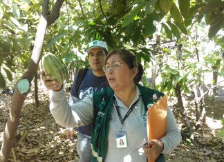 Piura: Asistencia técnica a municipios para identificación de plagas de cultivos priorizados