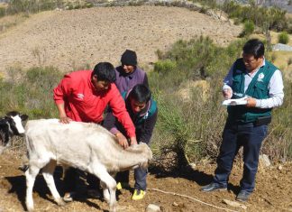 Sanidad Animal: Verificación de cumplimiento de Meta 43 en Apurímac
