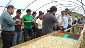 Senasa - Misión de expertos - CENICAFE de Colombia evaluan predios de regiones café en regiones de Junín y Pasco