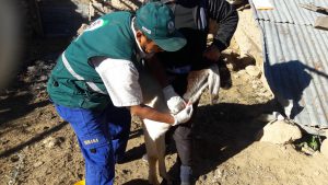 Senasa - Monitoreo brucelosis en Huamanga