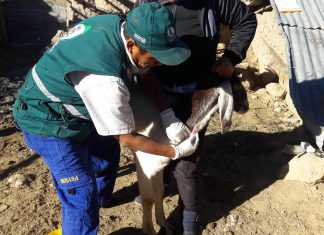 Ayacucho: Monitoreo serológico para descarte de brucelosis caprina