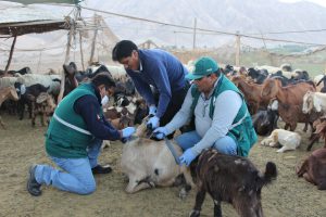 Senasa - Muestro serologico para deteccion brucelosis caprina}